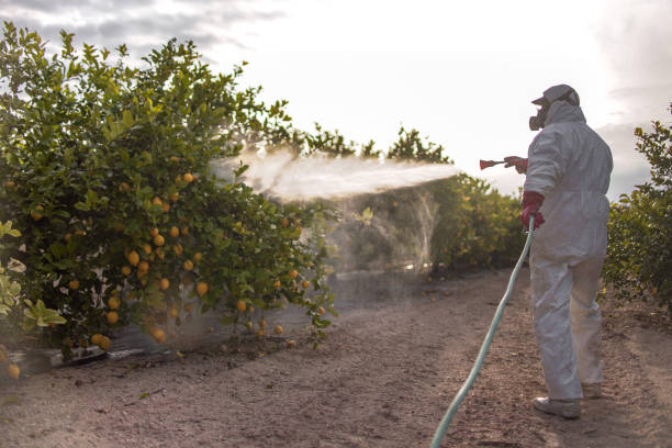 Best Best Pest Control Companies  in Heidelberg, TX