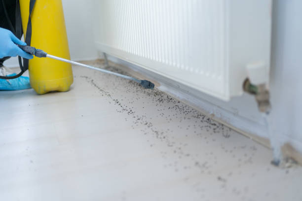Best Local Pest Control Services  in Heidelberg, TX